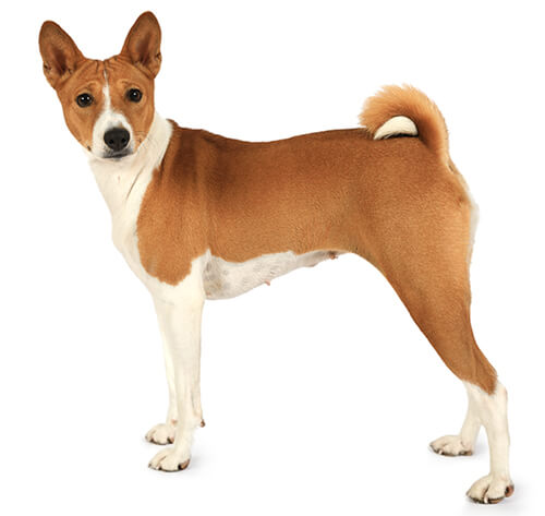 Basenji sales guard dog